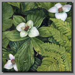 Helleborus Orientalis