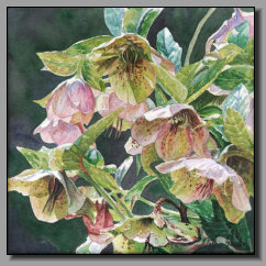 Helleborus Orientalis