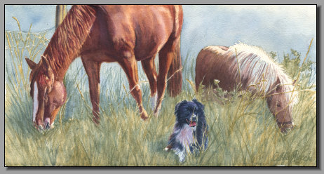 Rachels Herd, Horse, Pony, Border Collie