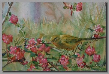 Orange Crowned Warbler in the Currant